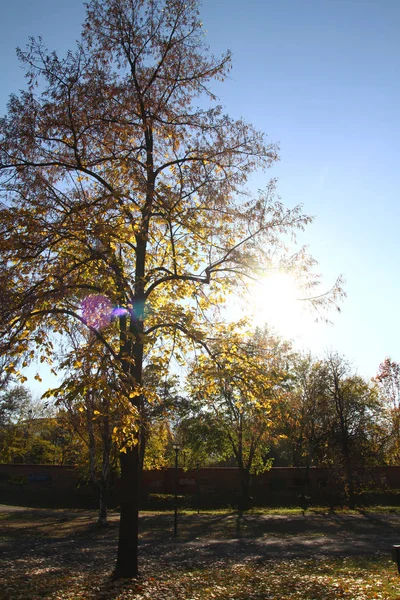 Napfény őszi fa park — Stock Fotó