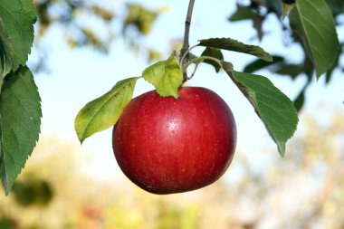 Ağaçtaki kırmızı elma