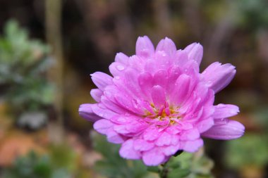 çiçek damla yağmur makro