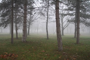 Sisli Sonbahar Ormanı