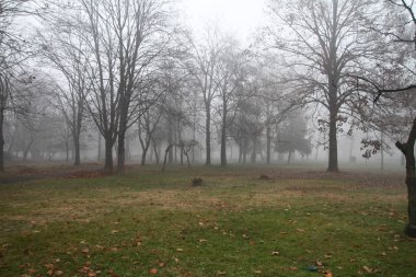 Sisli Sonbahar Ormanı