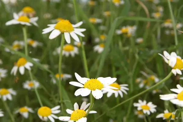 Louka s heřmánkem makro — Stock fotografie