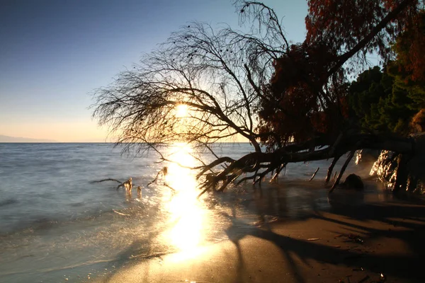 Ölü ağaç günbatımı deniz — Stok fotoğraf