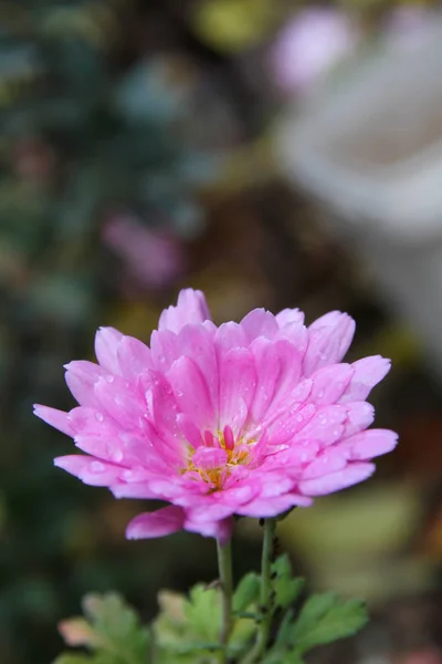 Virág csepp eső makró — Stock Fotó