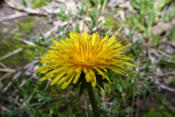 Yellow dandelion flower macro — Stock Photo, Image