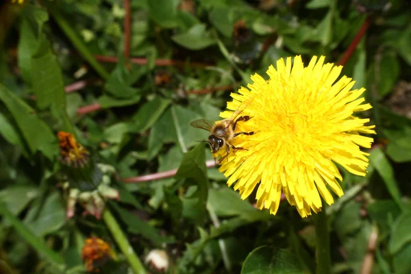 Μακροεντολή μέλισσα λουλούδια Λιβάδι — Φωτογραφία Αρχείου