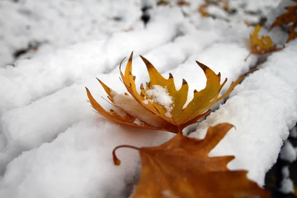 Eklöv i snö — Stockfoto