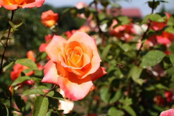 Rosa arancio in giardino — Foto Stock