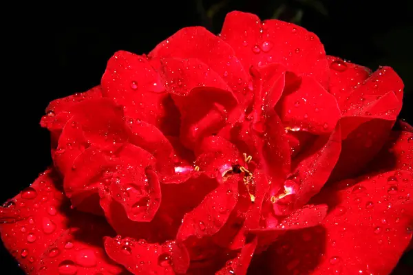 Gül kırmızı yağmur damlası — Stok fotoğraf