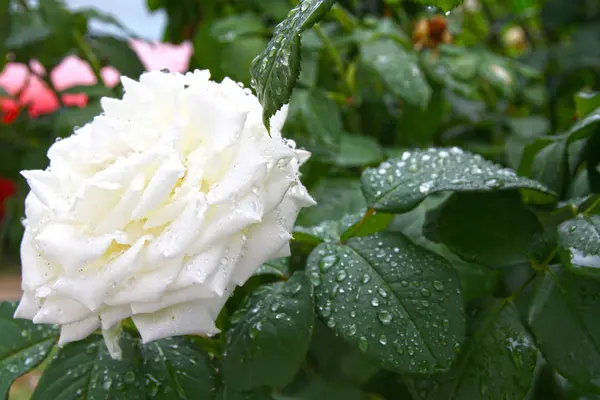 Rose weißer Tropfen Regen — Stockfoto