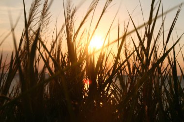 Altın günbatımı çim deniz