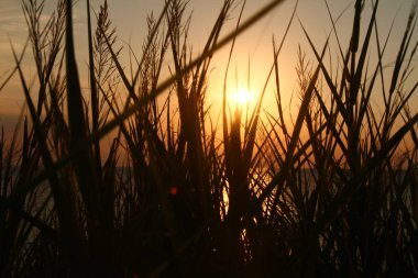 Altın günbatımı çim deniz