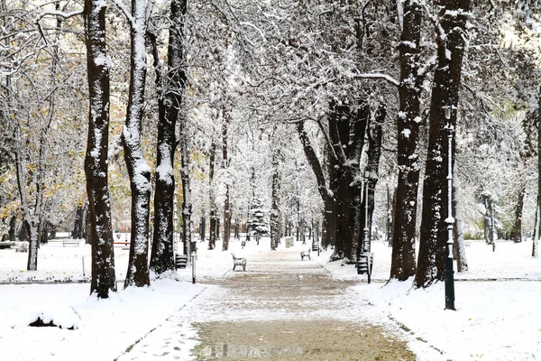 Neve no parque — Fotografia de Stock