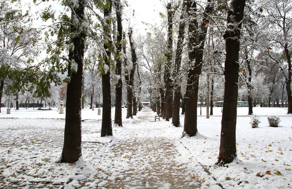 Snö i parken — Stockfoto