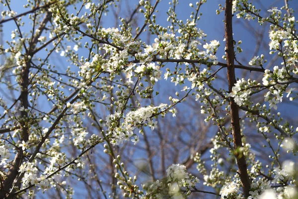 Flores de cerejeira em belo dia — Fotografia de Stock