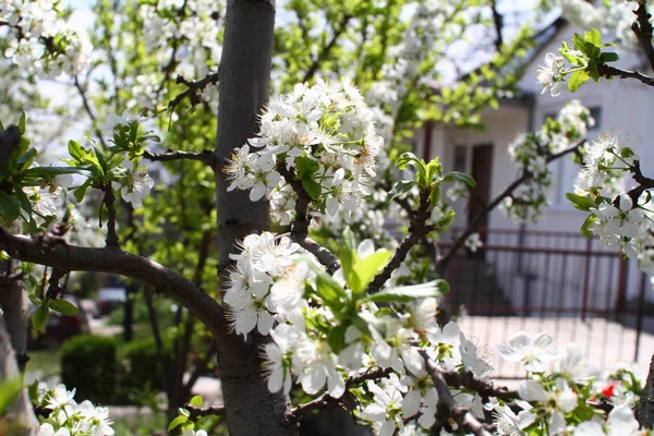 Cherry blossoms at beautiful day — Stock Photo, Image