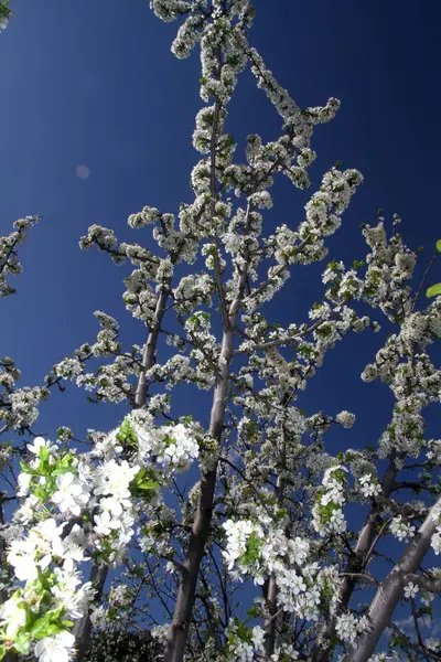 Flores de cerezo en un hermoso día —  Fotos de Stock