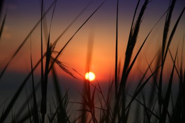 Altın günbatımı çim deniz