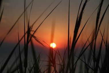 Altın günbatımı çim deniz