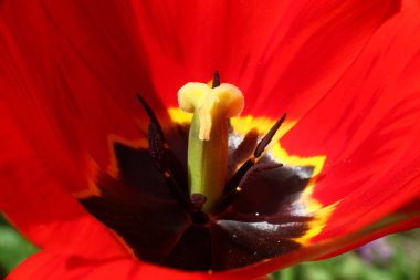 kırmızı lale olan bir alana closeup