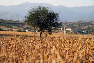 altın buğday alanı