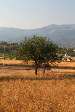 altın buğday alanı