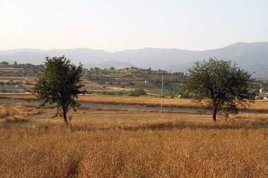 altın buğday alanı