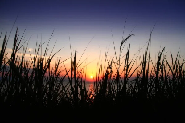 Oro puesta del sol hierba mar — Foto de Stock