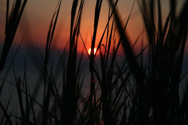 Oro tramonto erba mare — Foto Stock