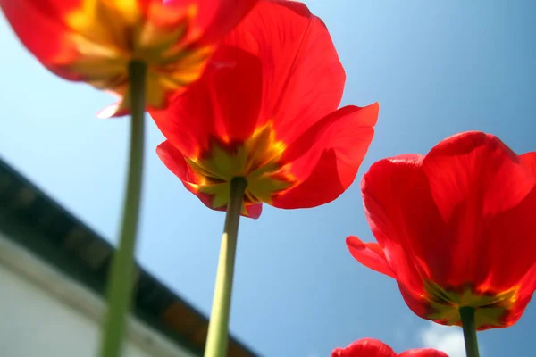 Lähikuva pellosta, jossa on punaisia tulppaaneja — kuvapankkivalokuva