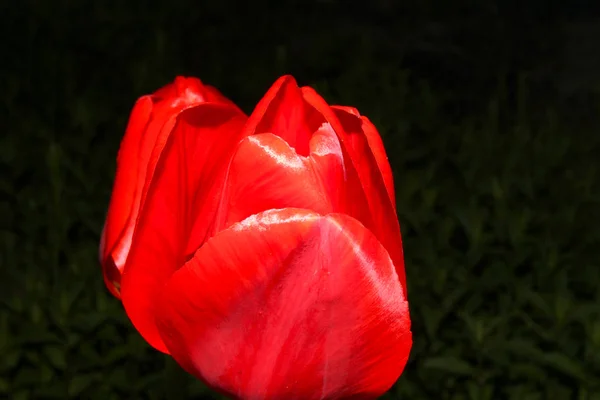 Detail červený Tulipán — Stock fotografie