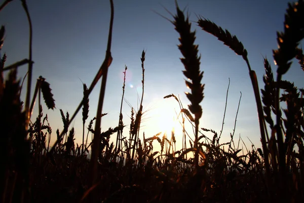 Zlatá pšenice na hřišti — Stock fotografie