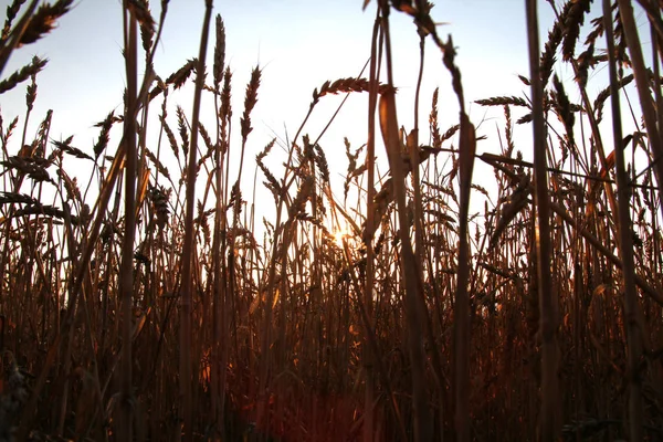 Zlatá pšenice na hřišti — Stock fotografie