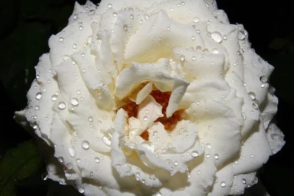玫瑰白滴雨 — 图库照片