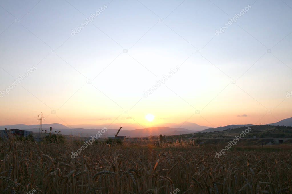 Gold Wheat on Field