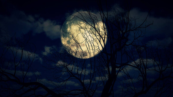 Moon tree in night