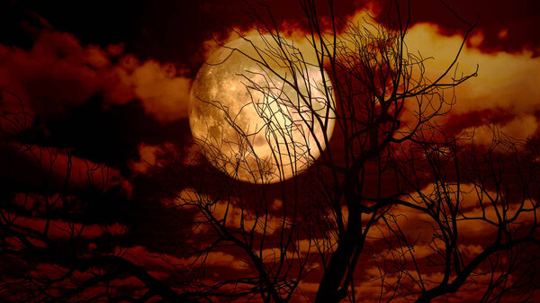 Moon tree in night