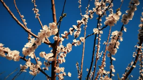 Árbol de flor de primavera con flores — Vídeo de stock