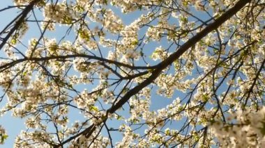 Çiçekli bahar ağacı.