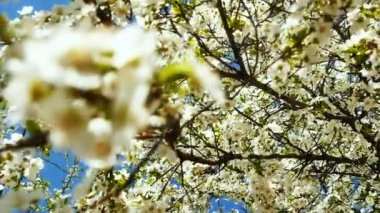 Çiçekli bahar ağacı.