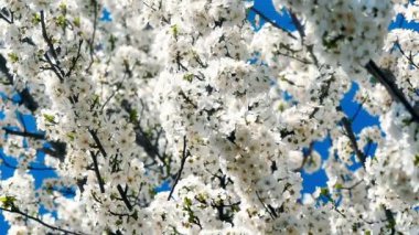 Çiçekli bahar ağacı.