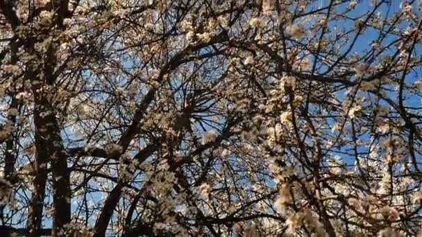 花と春の花の木 — ストック動画