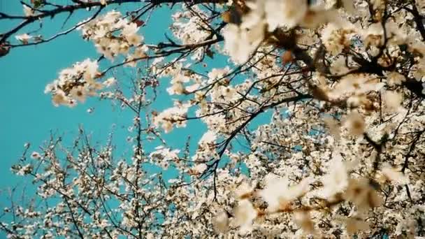 Árbol de flor de primavera con flores — Vídeos de Stock