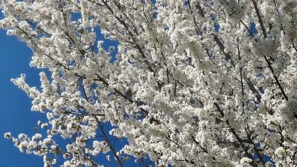 Árbol de flor de primavera con flores — Vídeos de Stock