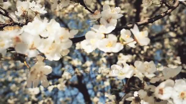 Frühlingsblütenbaum mit Blumen — Stockvideo