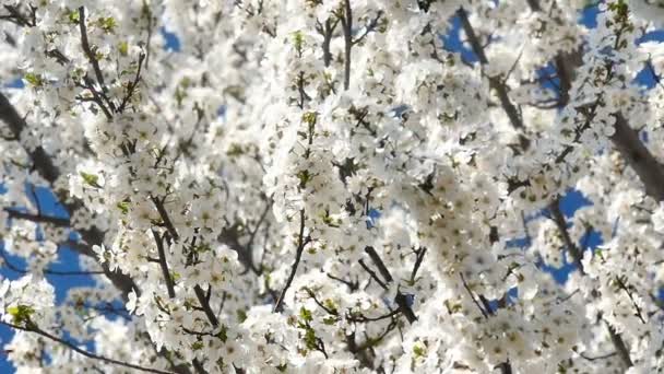 Frühlingsblütenbaum mit Blumen — Stockvideo