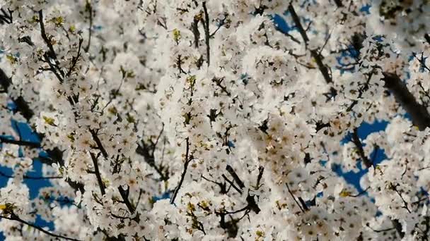 Voorjaarsbloesem boom met bloemen — Stockvideo