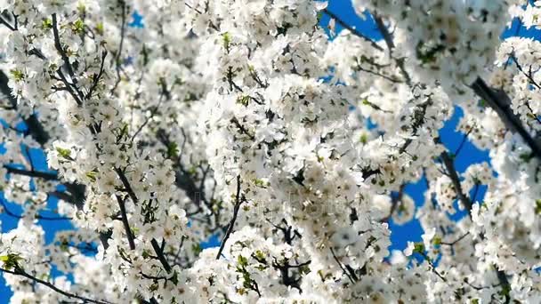 Árvore de flor de primavera com flores — Vídeo de Stock