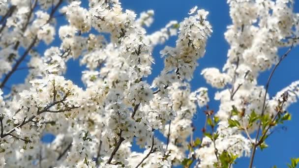 Árvore de flor de primavera com flores — Vídeo de Stock