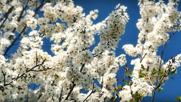 Árvore de flor de primavera com flores — Vídeo de Stock